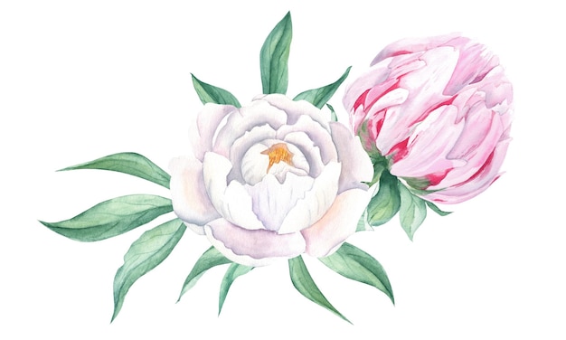 Aquarell Pfingstrosen Strauß isoliert auf weißem Hintergrund handbemalte Kombination aus Weiß und Rosa