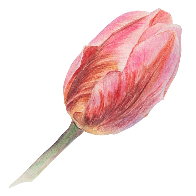 Aquarell realistische botanische Illustration einer rosa Tulpe isoliert auf weißem Hintergrund für Ihr Design, Hochzeitsdruckprodukte, Papiereinladungen, Karten, Stoffplakate