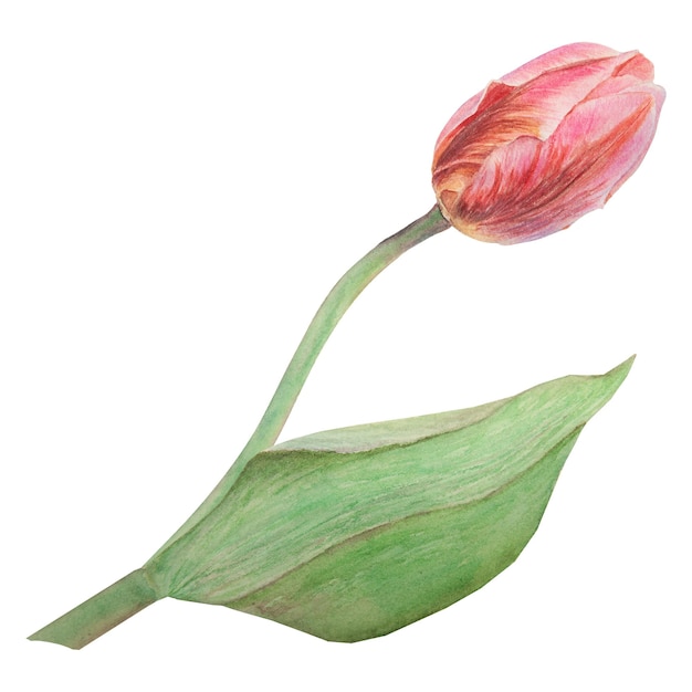 Aquarell realistische botanische Illustration einer rosa Tulpe isoliert auf weißem Hintergrund für Ihr Design, Hochzeitsdruckprodukte, Papiereinladungen, Karten, Stoffplakate
