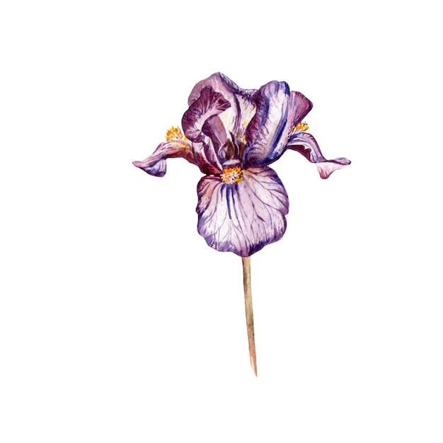 Aquarell realistische Iris Handzeichnung