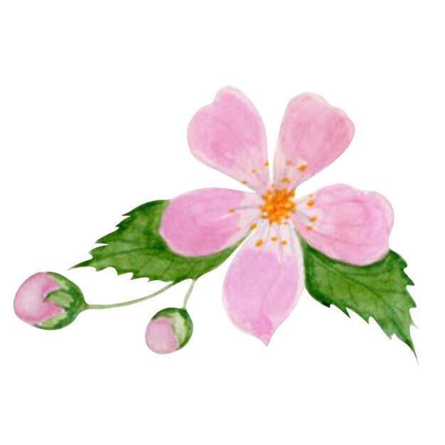 Aquarell rosa Kirschblume mit Knospen isolieren elegante Blüte für das Design von Karten und