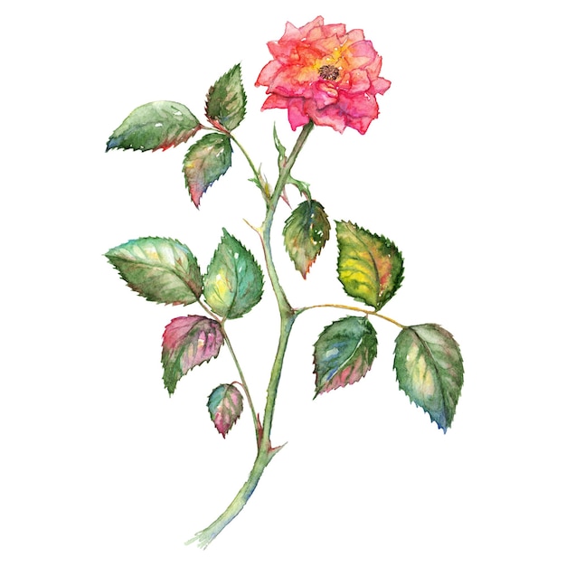 Aquarell rosa Strauchrose isoliert ClipArt