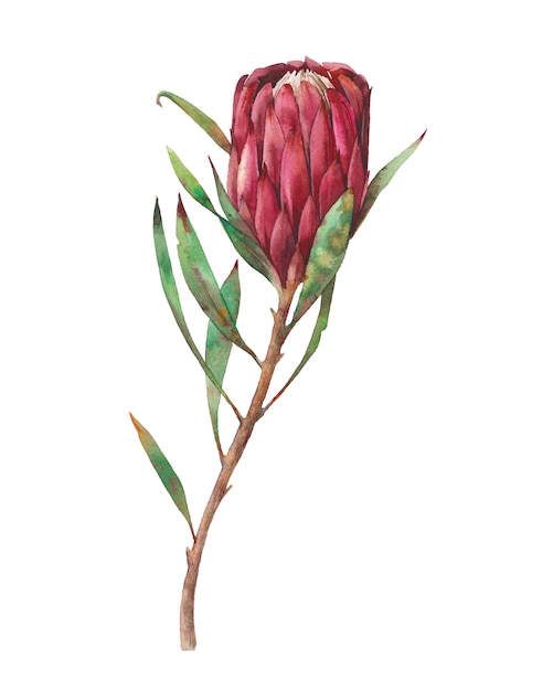 Aquarell rote Protea Blume. Handgemalte exotische Pflanze lokalisiert auf weißem Hintergrund. Botanische Illustration der Sommerflora