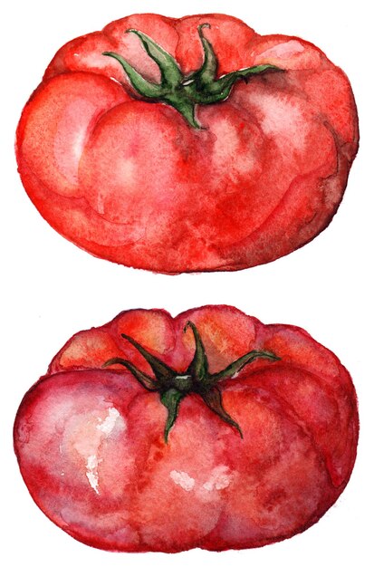 Foto aquarell roter reifer tomatengemüsesatz lokalisiert