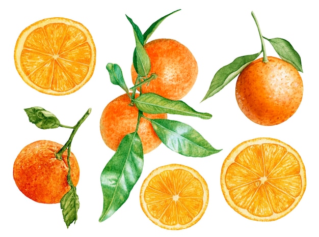 Aquarell saftige Orangen Orangenscheiben Mandarinen mit Blättern isoliert auf weißem Hintergrund