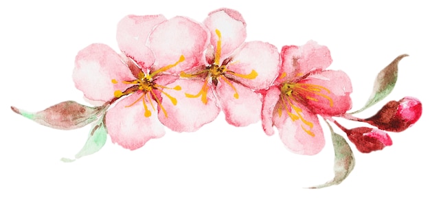 Aquarell Sakura Blumen