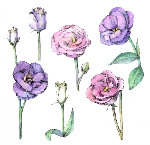 Foto aquarell-satz der schönen eustoma-blumen. hand gezeichnete skizze isoliert