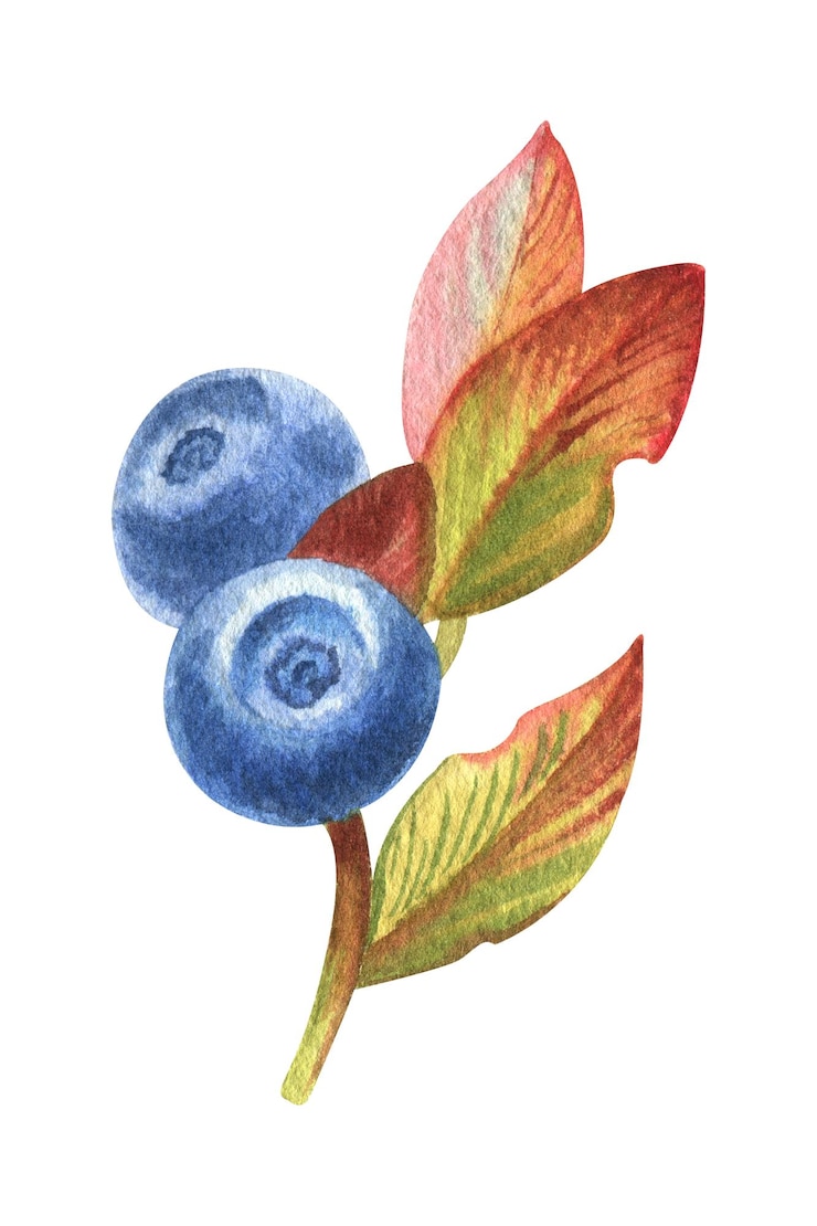 Foto aquarell-satz von illustrationen mit blaubeeren