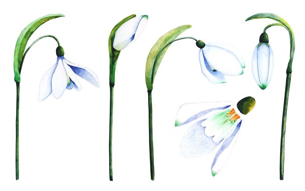 Aquarell-Schneeglöckchen Botanische Illustration von Blumen Aquarell-Illustration von Pflanzen auf weißem Hintergrund Knospenblüten-Blütenstandblatt für Druckdesign und Dekor