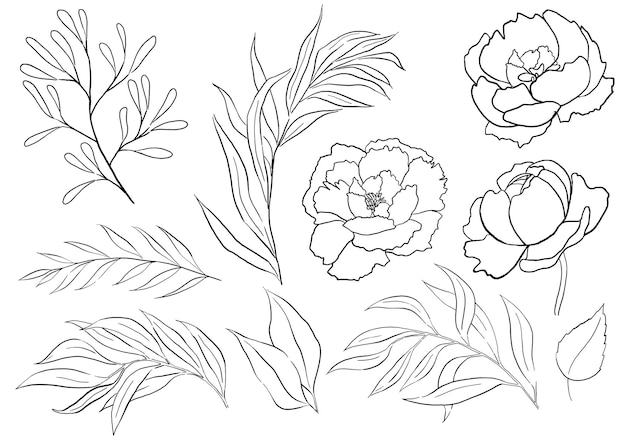 Aquarell schwarze Umrisse Pfingstrosenblumen und Gartenblätter Illustrationselement