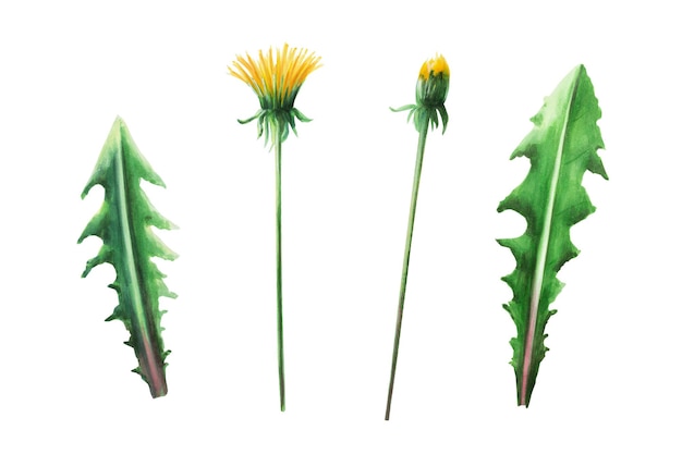 Aquarell-Set aus botanischen Illustrationen wiesegelbe Löwenzahnblüten und grüne Blätter Handschmerzen