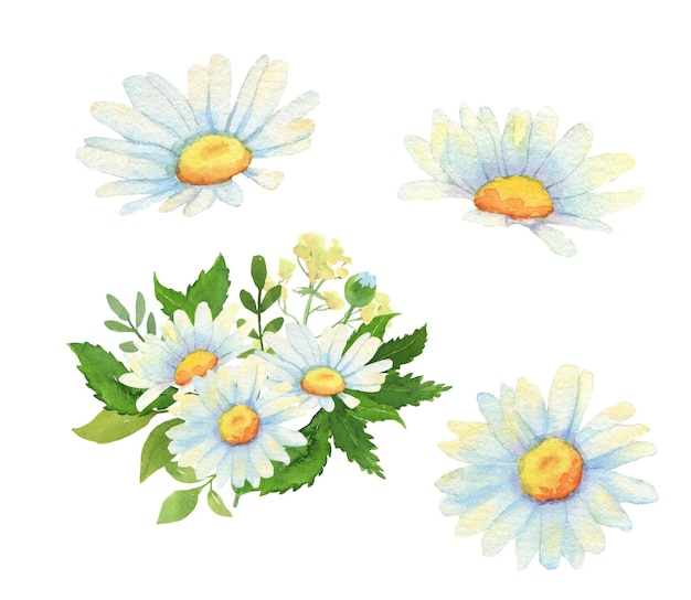 Aquarell Set Blumenstrauß aus Gänseblümchen und Knospen isoliert auf weiß