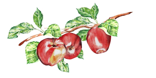 Aquarell-Set eines roten saftigen reifen Apfels für die Gestaltung von Postkartenpaketen