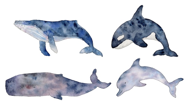 Aquarell-Set von Orcinus Orca Cachalot Delfin Buckelwal Wildbewohner der Meere und Ozeane han