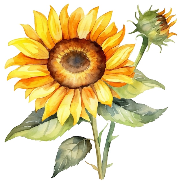 Aquarell-Sonnenblume