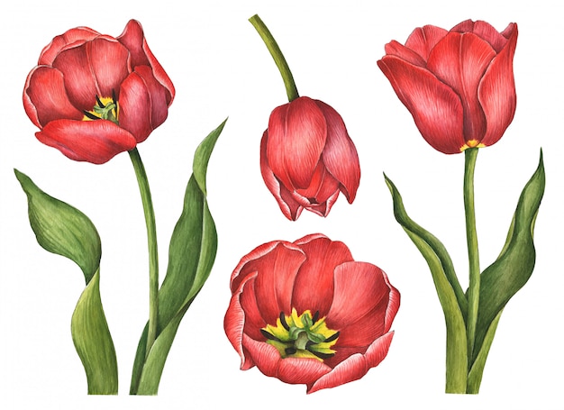 Aquarell Tulpen lokalisiert auf Weiß