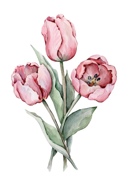 Aquarell Tulpen