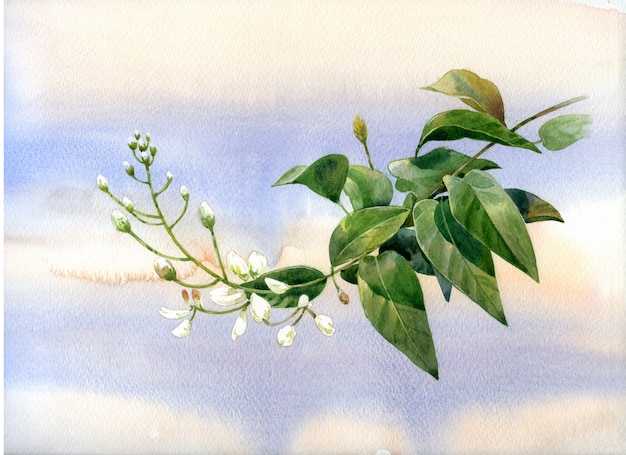 Aquarell von Blättern und Blüten,