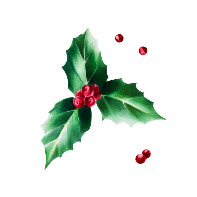 Aquarell Weihnachten Holly Berry Neujahr botanisches Dezember Symbol Illustration isoliert auf weißem b