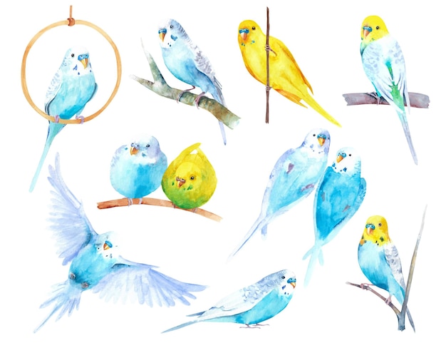 Aquarell wellige Papageien Wellensittiche auf weißem Hintergrund Vögel Illustration