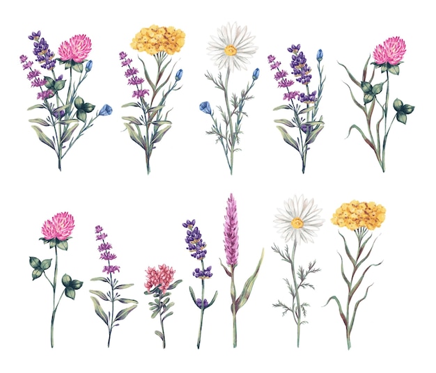 Aquarell Wiese Set Illustration von wilden Blumen Bouquet Klee Lavendel Kräuter auf weißem Hintergrund