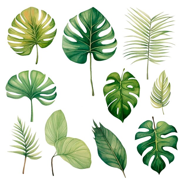 Foto aquarell-zeichnungssatz aus tropischen palmblättern monstera tropische wälder clipart