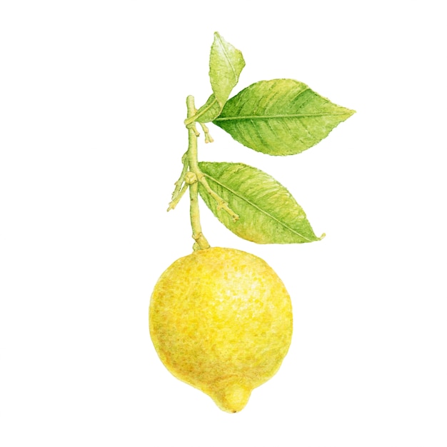 Aquarell Zitrone mit Blättern.