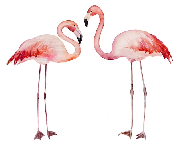 Aquarell zwei flirtende rosa Flamingos. Exotische Vögel isolierte Illustration für Hochzeitspapier, Grüße, Tapeten, Mode, Poster