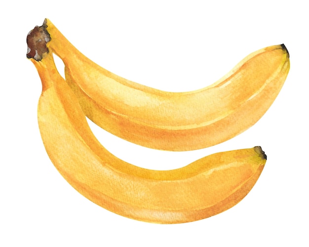 Aquarellbanane Bündel von zwei reifen gelben Bananen