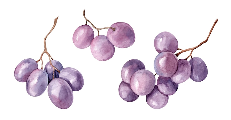 Foto aquarellbild von einem stapel schwarzer trauben realistisch reife organische lila trauben stapel köstliche lila süße saftige frucht illustration köstliche reife früchte