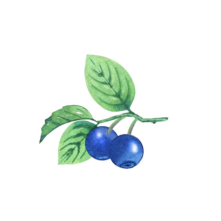 Foto aquarellblaubeeren.