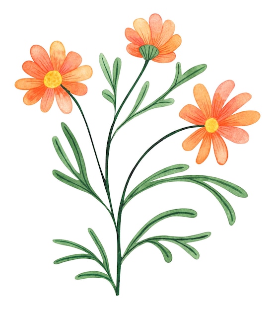 Aquarellblume auf weißem Hintergrund Orangenblume mit Blättern Um Designelemente zum Thema Naturökologie zu erstellen Jahreszeiten Frühling Sommer Holen Sie sich schöne Muster Rahmen Karten