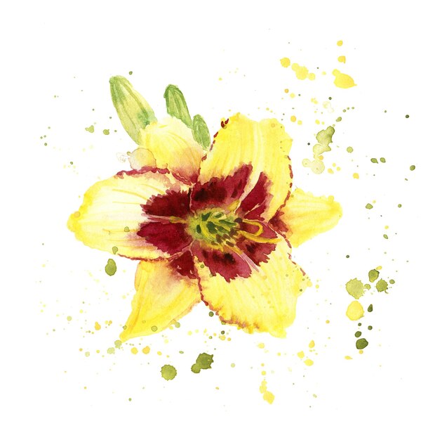 Aquarellblumen der Tagelilie