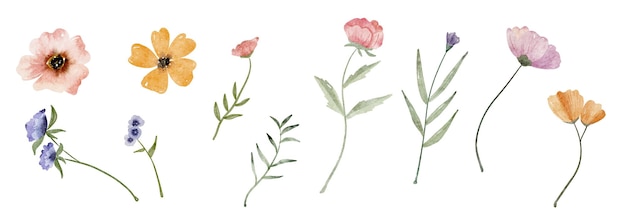 Aquarellblumen-Satz Sammlung von Wildblumen, Blättern und Zweigen, handgemalt