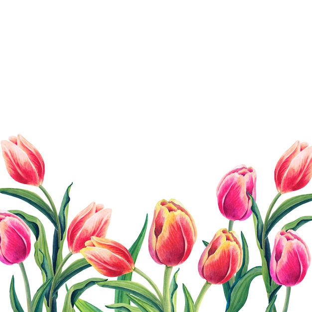 Aquarellblumenillustration mit schönen Tulpen auf dem weißen Hintergrund.