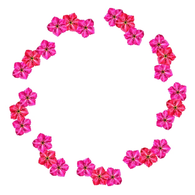 Aquarellblumenkreise Rahmen von Forgetmenot-Blumen für Geburtstagshochzeits-Valentinstag