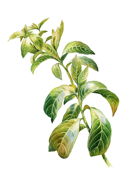 Aquarellblumenmalerei