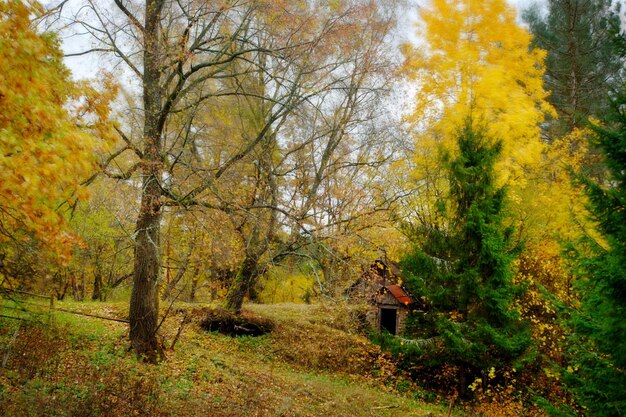 Aquarelle des Herbstes