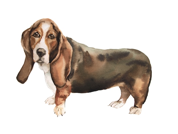 Foto aquarellhund bassethaund auf weiß