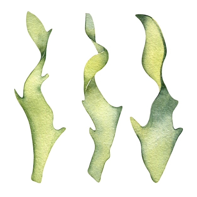 Aquarellillustration der grünen Meerespflanze lokalisiert auf weißem Hintergrund