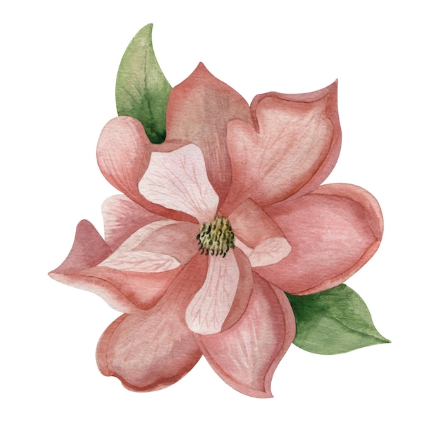 Aquarellillustration der rosa purpurroten magnolienblume mit blättern