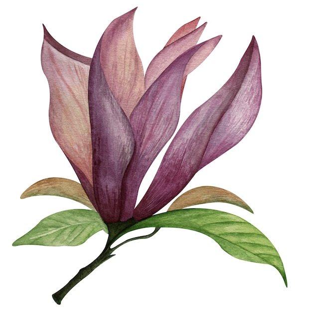 Aquarellillustration der rosa purpurroten magnolienblume mit blättern