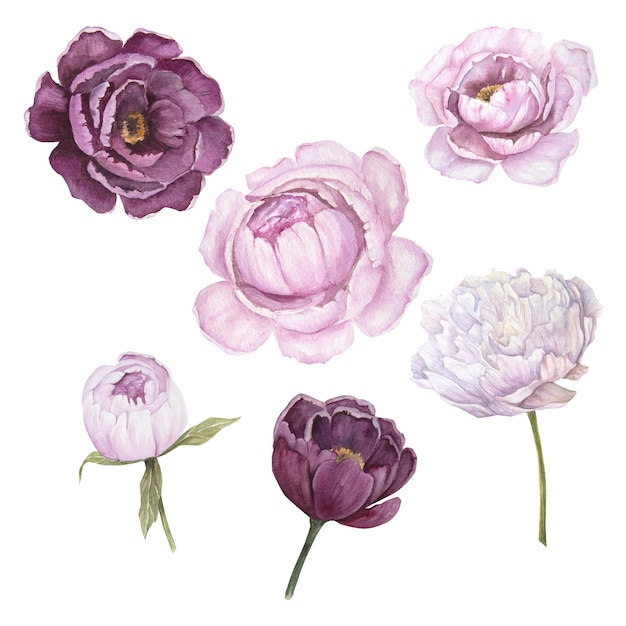 Aquarellillustration des rosa Pfingstrosenblumensatzes lokalisiert