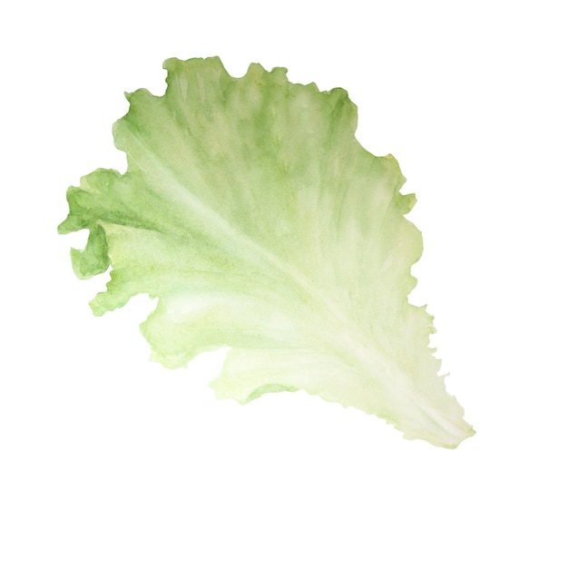 Aquarellillustration des Salatblattes lokalisiert auf weißem Hintergrund