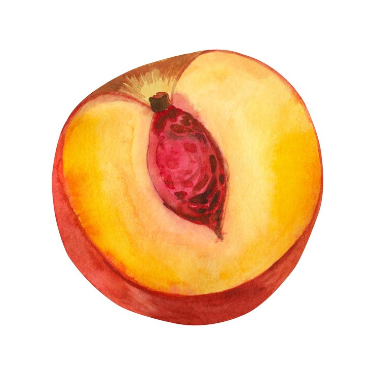 Foto aquarellillustration eine halbe nektarine mit einem in gelben und roten aquarellen bemalten samen