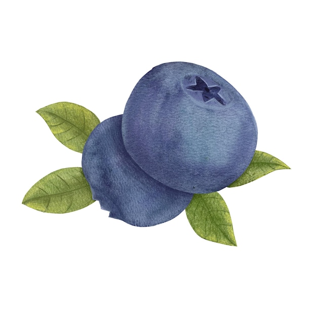 Foto aquarellillustration einer dunkelblauen beere blaubeere bild dienstbeere bild vaccinium corymbosum bilberries