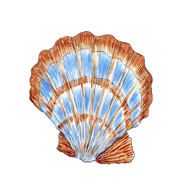 Aquarellillustration einer Muschel Jakobsmuschel Unterwasserwelt Tropische Austernschale