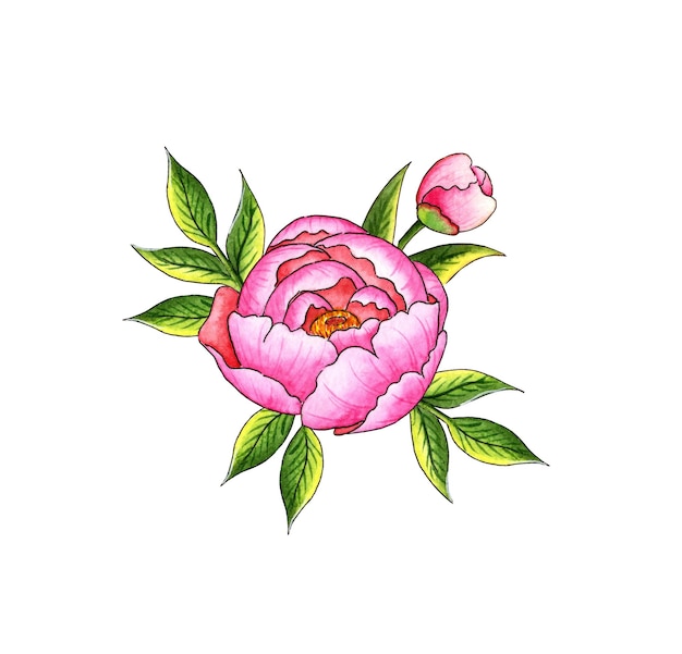 Foto aquarellillustration einer rosa pfingsternblume mit knospen und grünen blättern botanische zusammensetzung isoliert vom hintergrund tolles muster für küchen, hausdekoration, schreibwaren, hochzeitstextilien