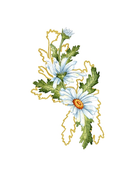 Aquarellillustration eines Bouquets weißer Gänseblümchen, Blätter und braune Umrisse Isolierte