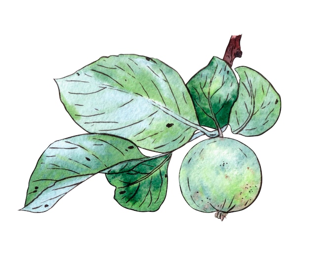 Aquarellillustration eines grünen Apfels auf einem Zweig lokalisiert auf einem weißen Hintergrund
